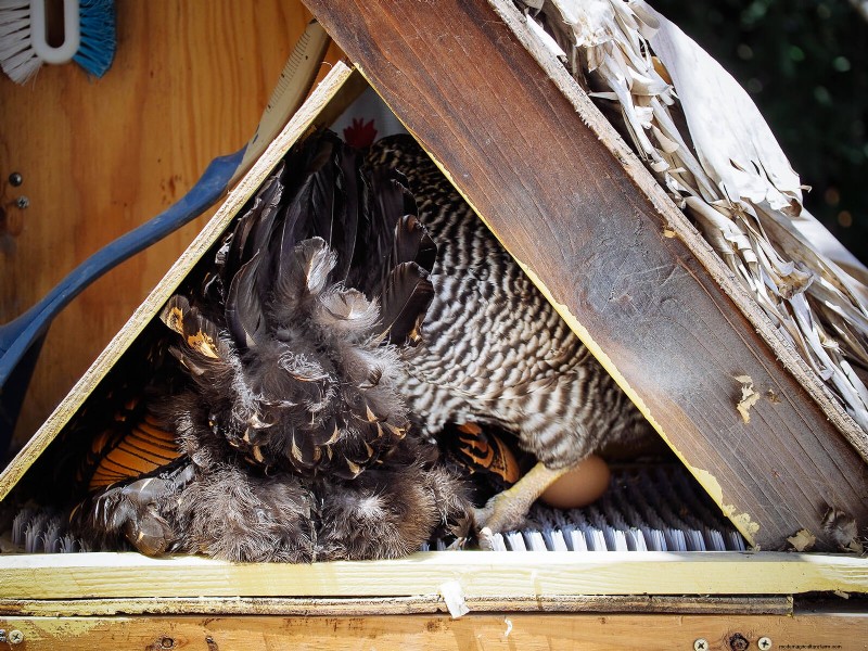 Understanding Broodiness in Chickens: Causes & Management