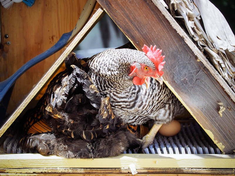 Understanding Broodiness in Chickens: Causes & Management