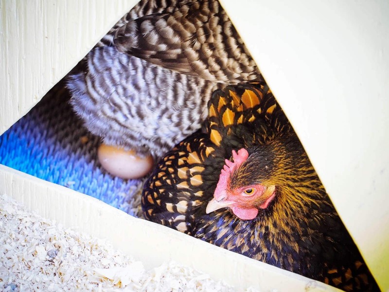 Understanding Broodiness in Chickens: Causes & Management