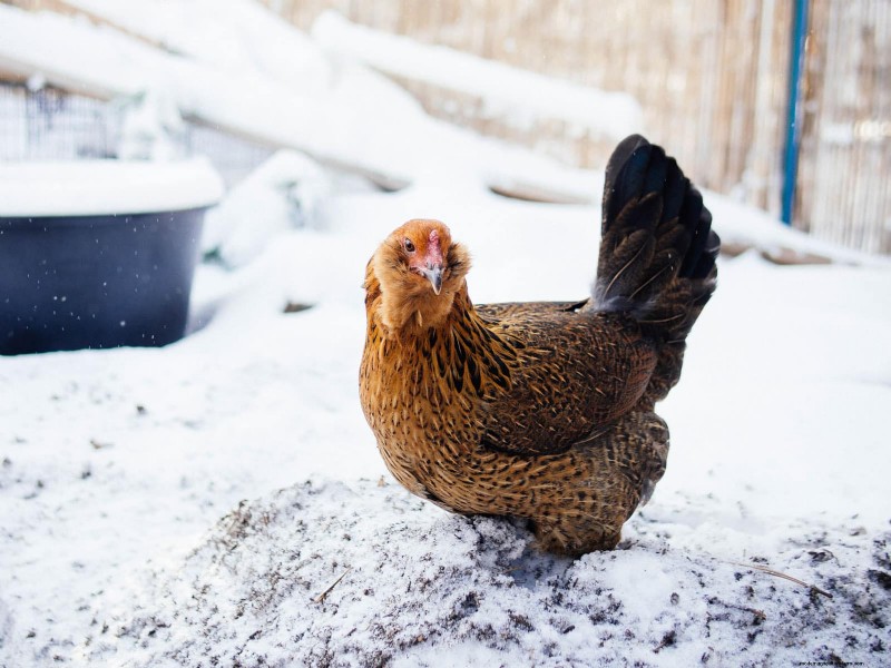 Understanding Broodiness in Chickens: Causes & Management