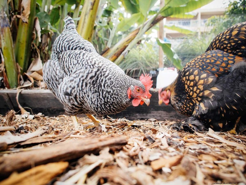 Secure Your Flock: 9 Proven Methods to Predator-Proof Your Chicken Coop & Run