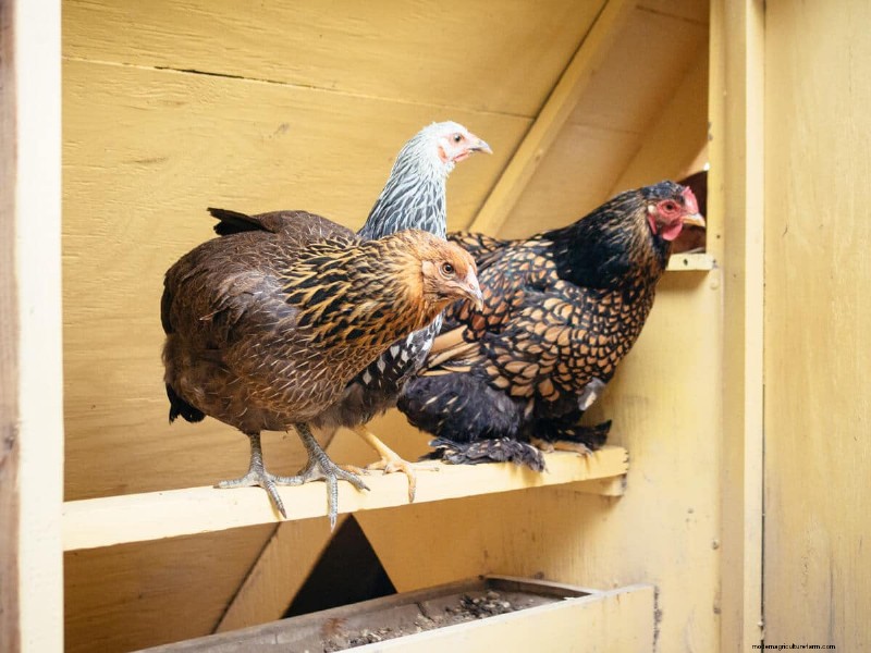 Secure Your Flock: 9 Proven Methods to Predator-Proof Your Chicken Coop & Run