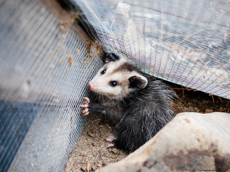 Secure Your Flock: 9 Proven Methods to Predator-Proof Your Chicken Coop & Run