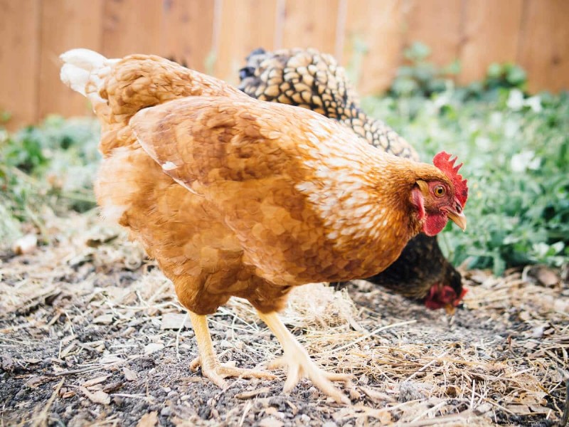Secure Your Flock: 9 Proven Methods to Predator-Proof Your Chicken Coop & Run
