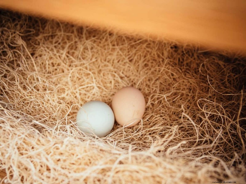 Secure Your Flock: 9 Proven Methods to Predator-Proof Your Chicken Coop & Run