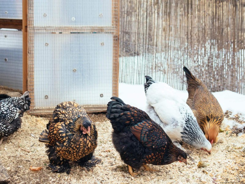Winter Chicken Care: Maintaining Health & Productivity