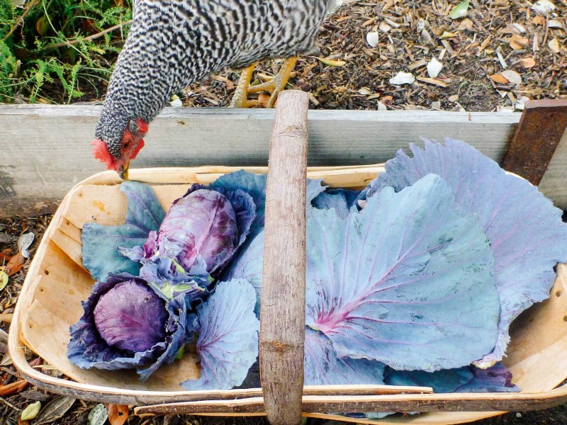 Winter Chicken Care: Maintaining Health & Productivity