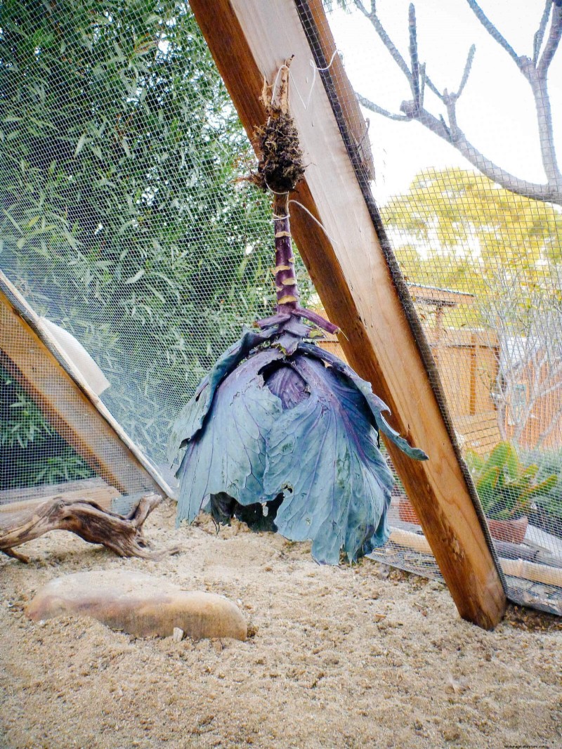 Winter Chicken Care: Maintaining Health & Productivity