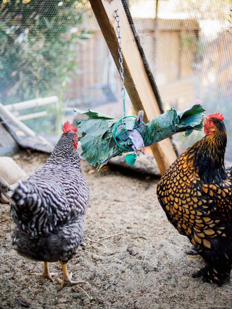 Winter Chicken Care: Maintaining Health & Productivity