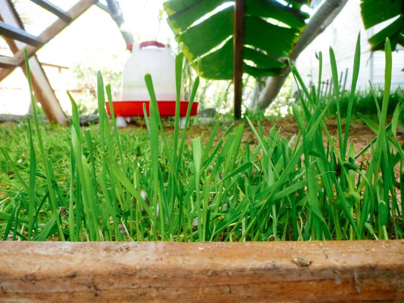 Winter Chicken Care: Maintaining Health & Productivity