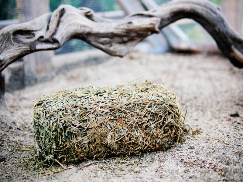 Winter Chicken Care: Maintaining Health & Productivity