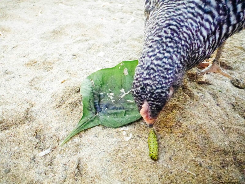 Winter Chicken Care: Maintaining Health & Productivity