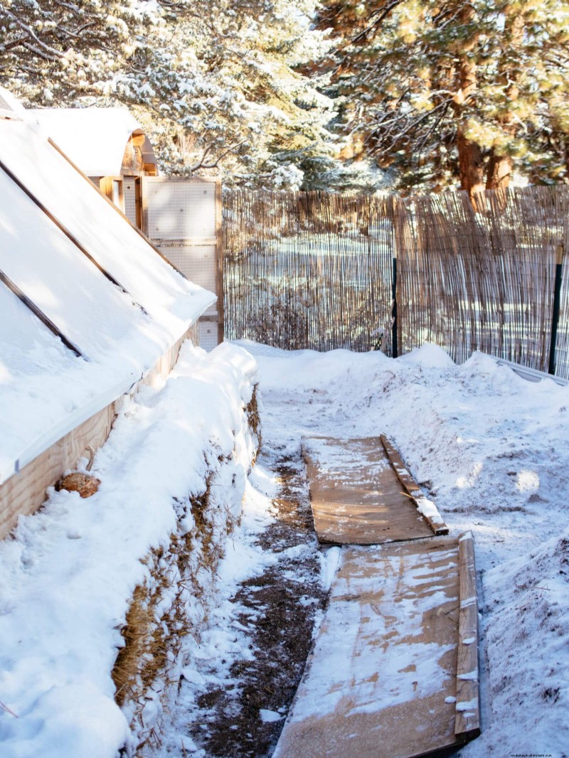 Winter Chicken Care: Maintaining Health & Productivity