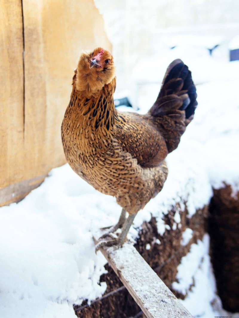 Winter Chicken Care: Maintaining Health & Productivity
