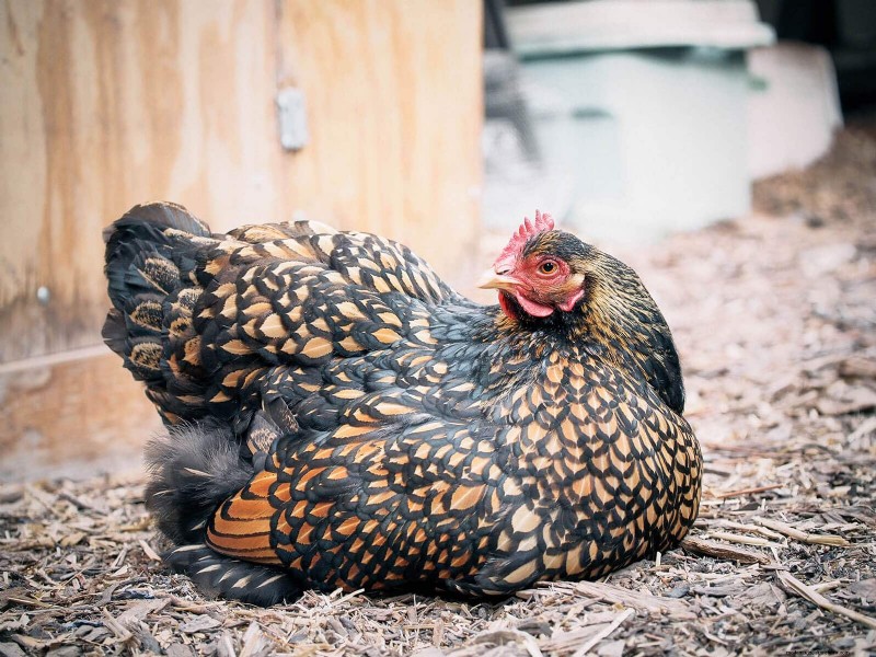 Remembering Iman: A Beloved Cochin Chicken s Life & Legacy