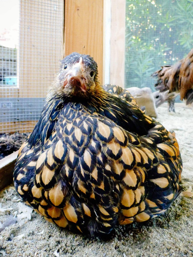 Remembering Iman: A Beloved Cochin Chicken s Life & Legacy