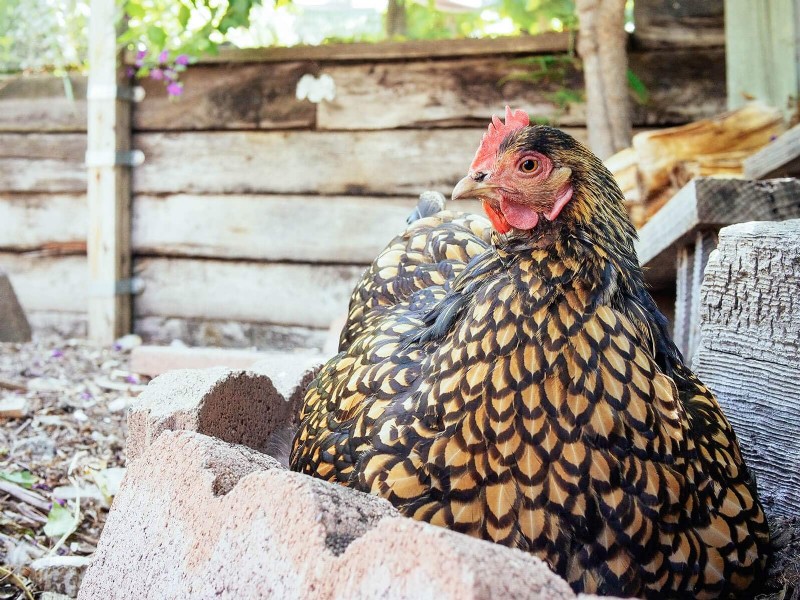 Remembering Iman: A Beloved Cochin Chicken s Life & Legacy