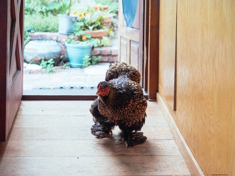 Remembering Iman: A Beloved Cochin Chicken s Life & Legacy