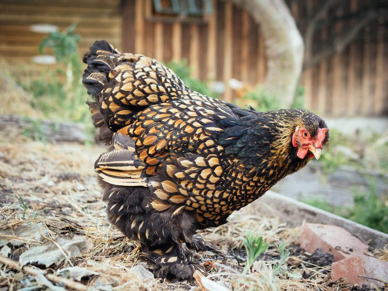 Remembering Iman: A Beloved Cochin Chicken s Life & Legacy