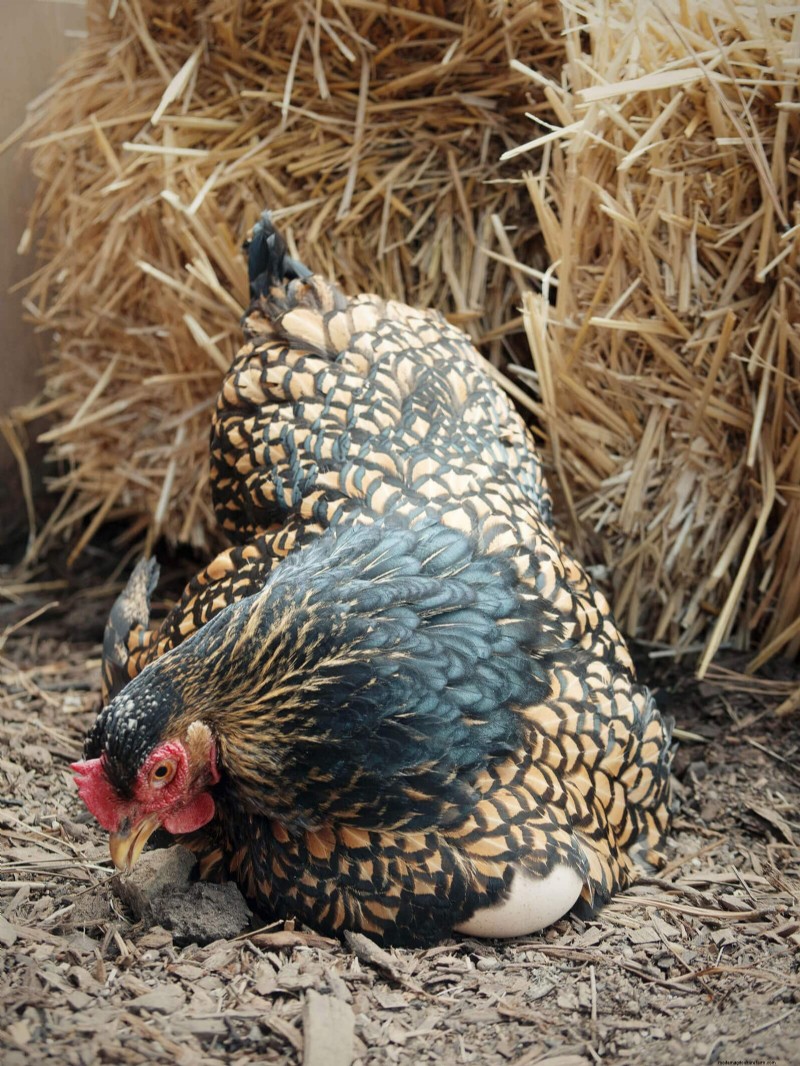 Remembering Iman: A Beloved Cochin Chicken s Life & Legacy