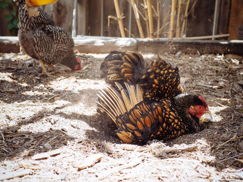 Remembering Iman: A Beloved Cochin Chicken s Life & Legacy