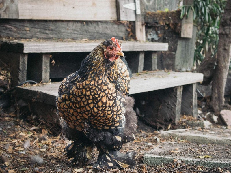 Remembering Iman: A Beloved Cochin Chicken s Life & Legacy