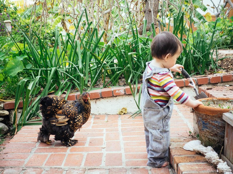 Remembering Iman: A Beloved Cochin Chicken s Life & Legacy