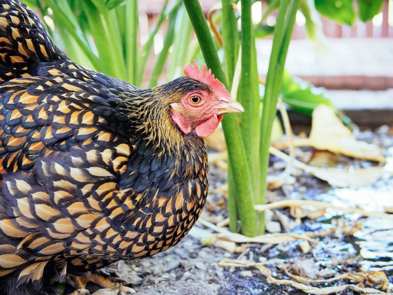 Remembering Iman: A Beloved Cochin Chicken s Life & Legacy