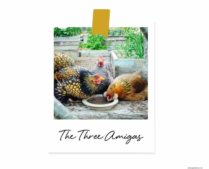 Remembering Iman: A Beloved Cochin Chicken s Life & Legacy