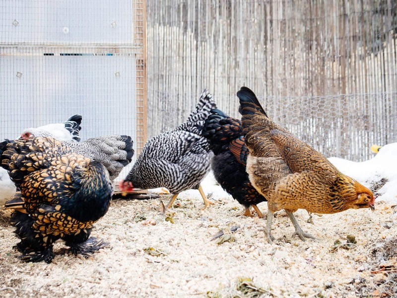 Garden Betty s Homemade Whole Grain Chicken Feed - Soy & Corn Free Options