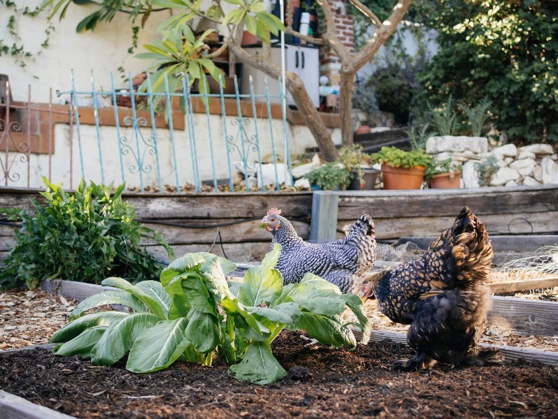 Garden Betty s Homemade Whole Grain Chicken Feed - Soy & Corn Free Options