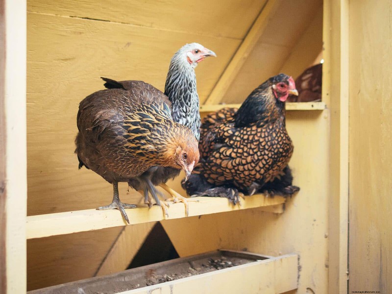 Garden Betty s Homemade Whole Grain Chicken Feed - Soy & Corn Free Options