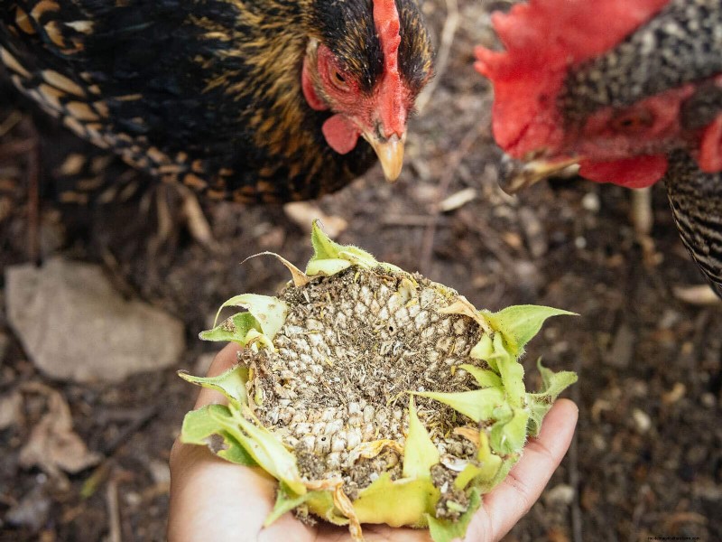 Garden Betty s Homemade Whole Grain Chicken Feed - Soy & Corn Free Options