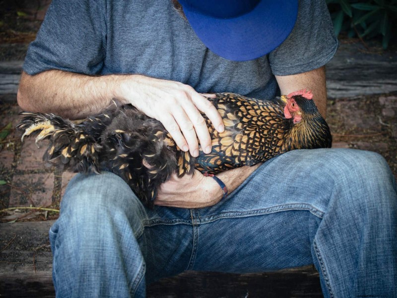 Guide to Trimming Chicken Toenails: A Flock Health Essential