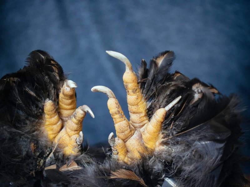 Guide to Trimming Chicken Toenails: A Flock Health Essential