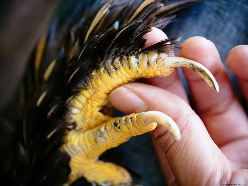 Guide to Trimming Chicken Toenails: A Flock Health Essential