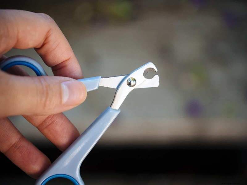 Guide to Trimming Chicken Toenails: A Flock Health Essential