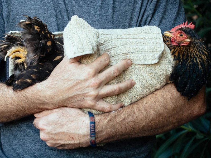 Guide to Trimming Chicken Toenails: A Flock Health Essential
