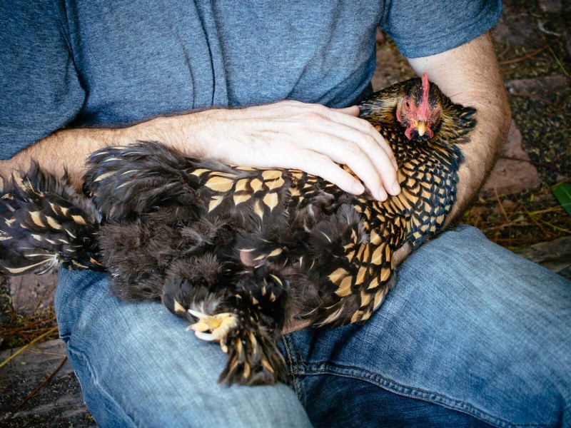 Guide to Trimming Chicken Toenails: A Flock Health Essential