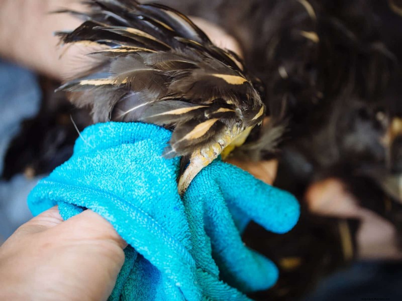 Guide to Trimming Chicken Toenails: A Flock Health Essential