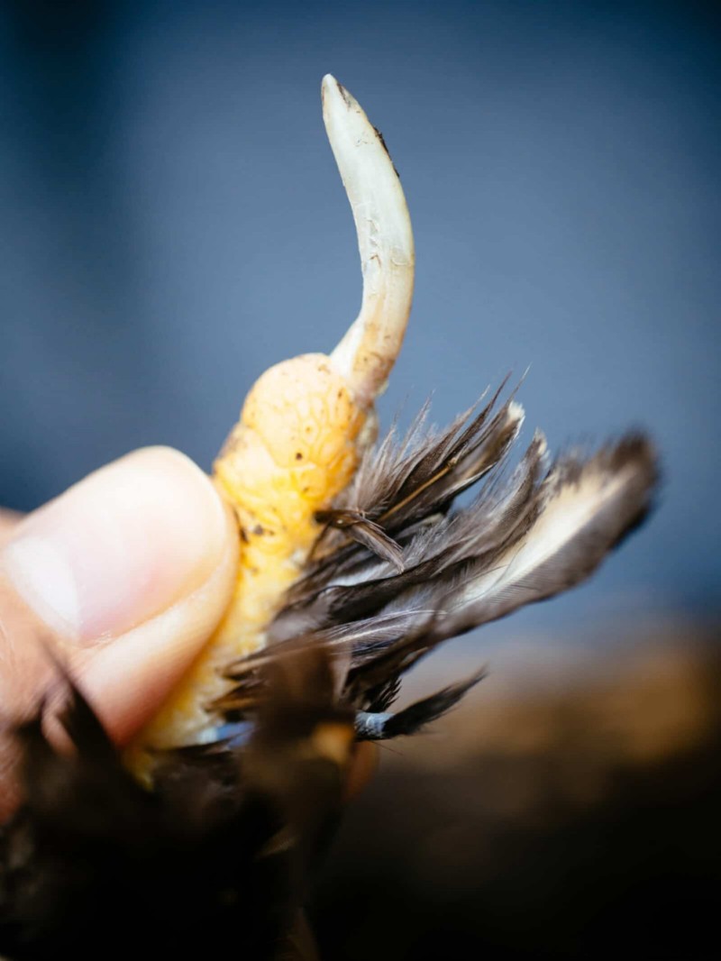 Guide to Trimming Chicken Toenails: A Flock Health Essential