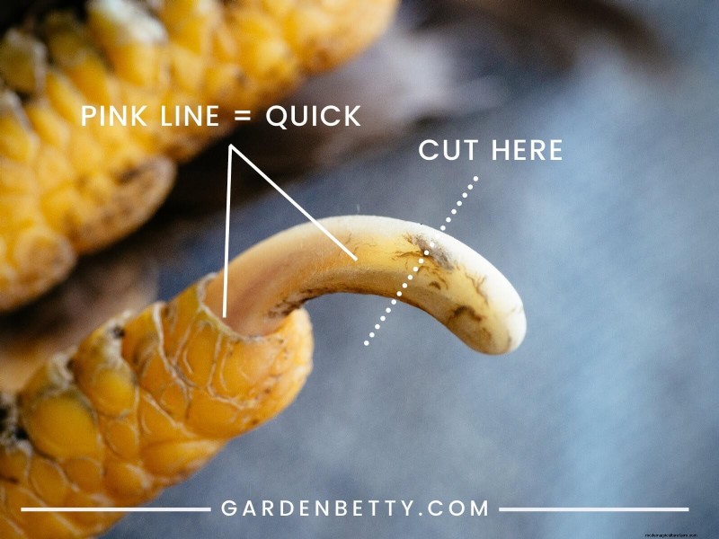 Guide to Trimming Chicken Toenails: A Flock Health Essential