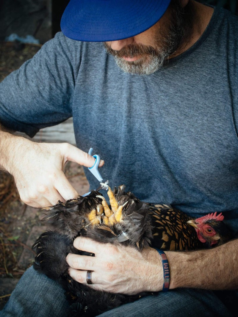 Guide to Trimming Chicken Toenails: A Flock Health Essential