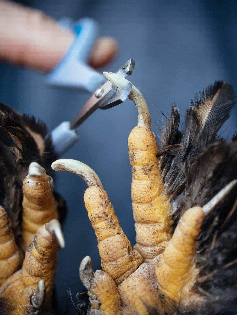 Guide to Trimming Chicken Toenails: A Flock Health Essential