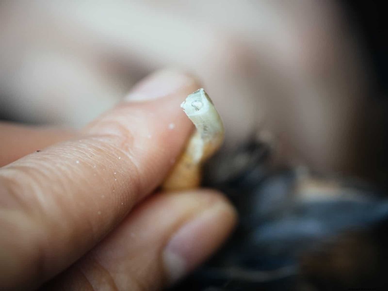 Guide to Trimming Chicken Toenails: A Flock Health Essential