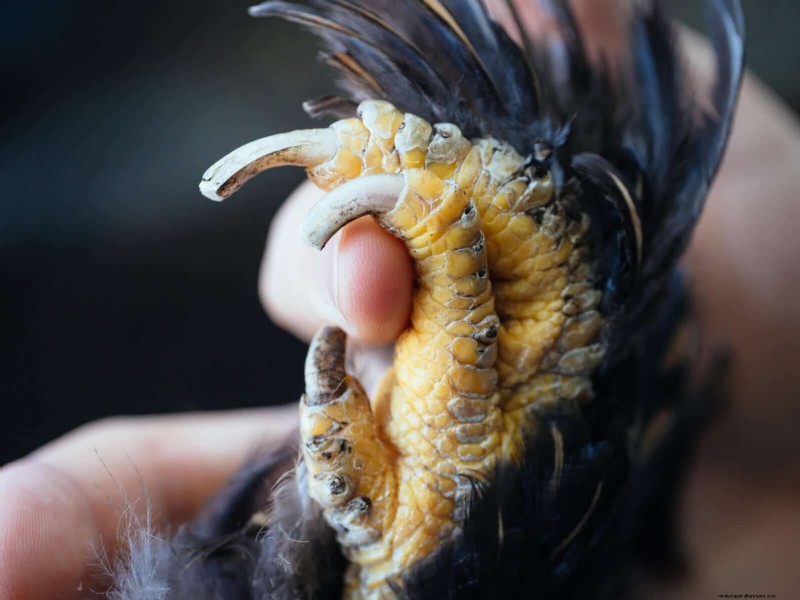 Guide to Trimming Chicken Toenails: A Flock Health Essential