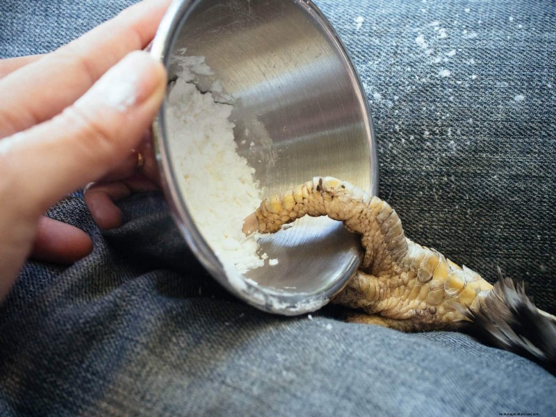 Guide to Trimming Chicken Toenails: A Flock Health Essential