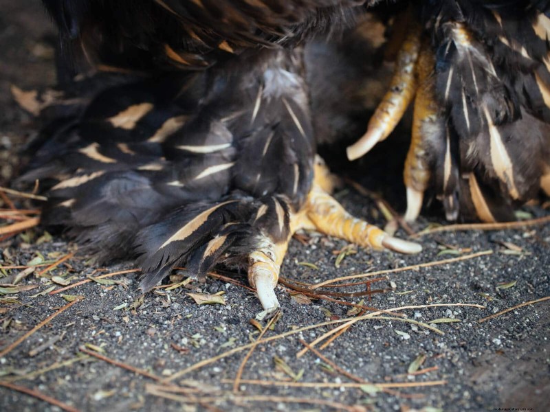 Guide to Trimming Chicken Toenails: A Flock Health Essential