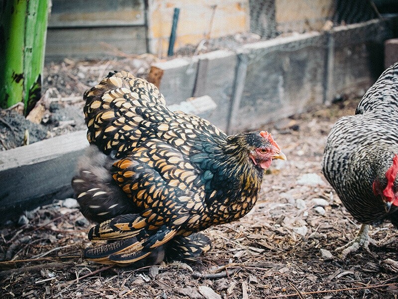 Chicken Wing Injury: First Aid and Recovery Guide