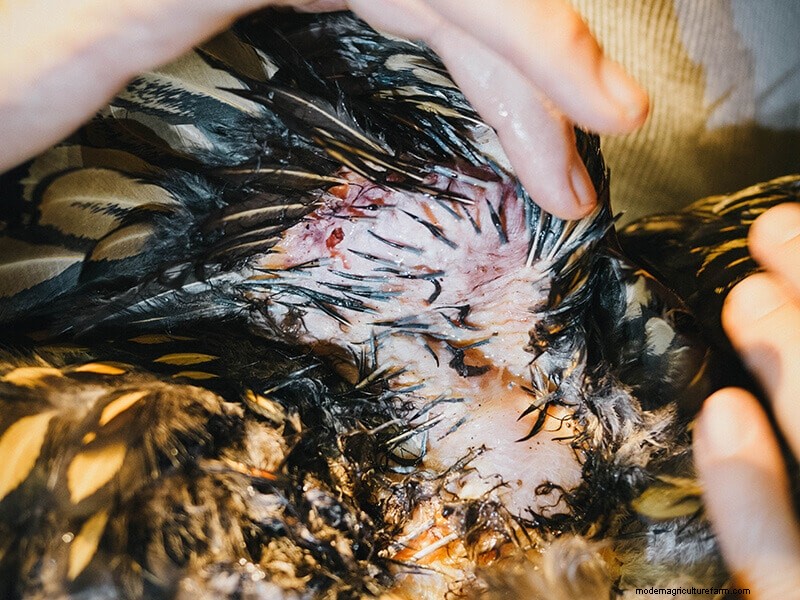 Chicken Wing Injury: First Aid and Recovery Guide